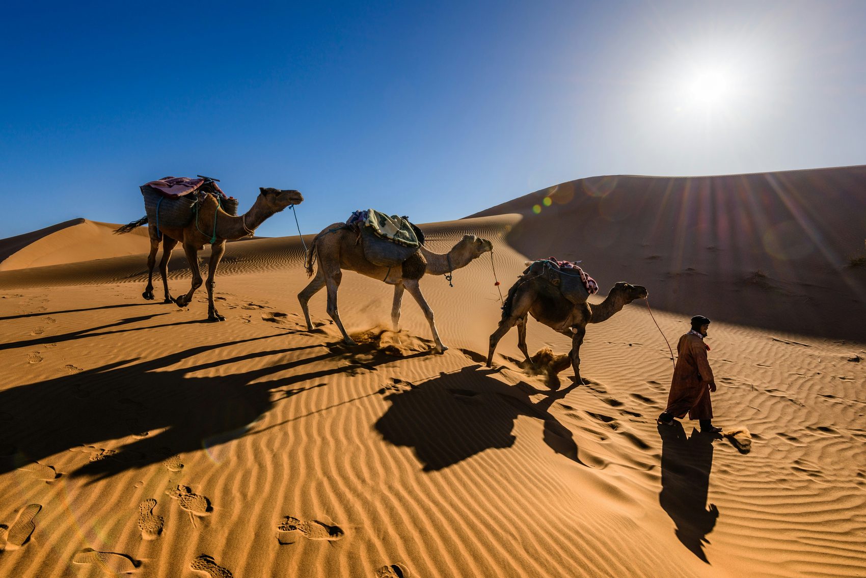 Camel caravan crossing the dunes
